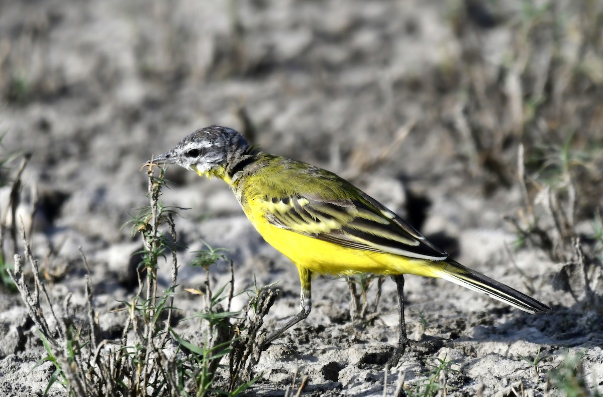 Өрнийн шар цэгцгий - ML652848677