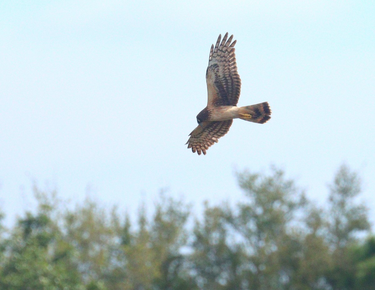 Лунь американський - ML652848720
