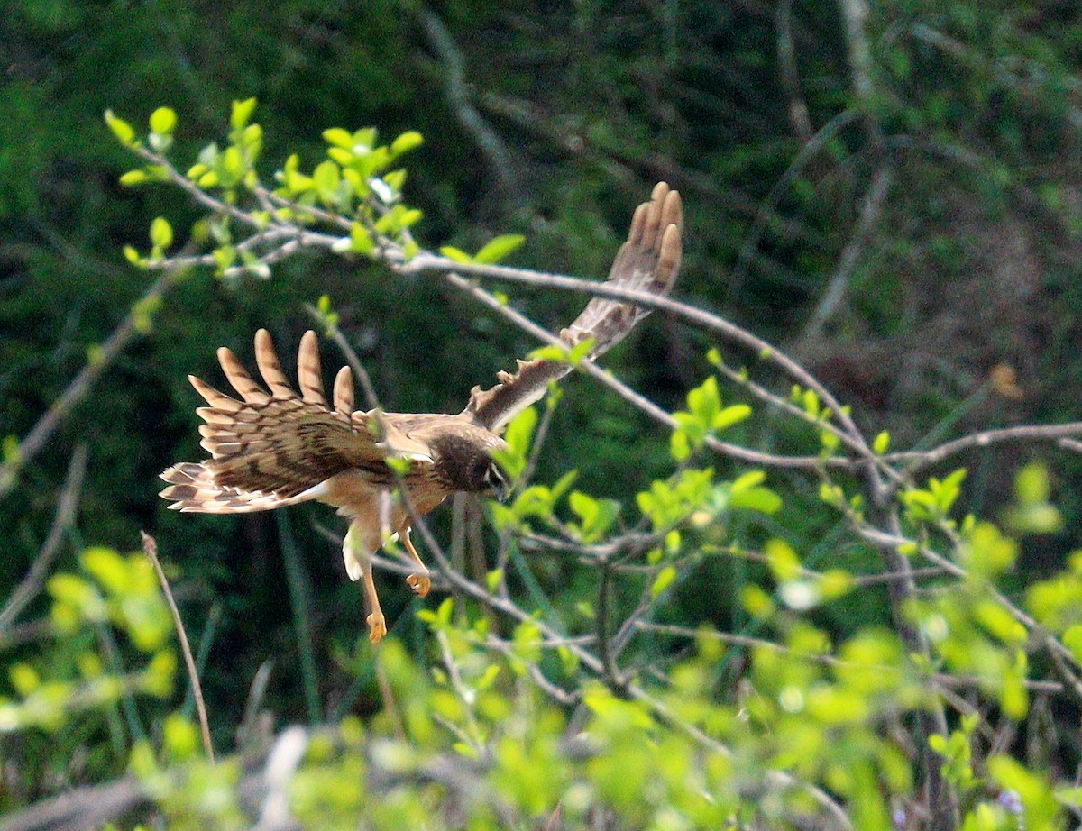Лунь американський - ML652848740