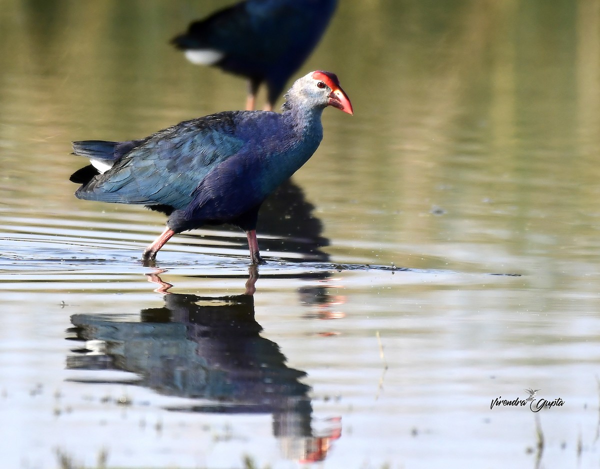 Gray-headed Swamphen - ML652848748