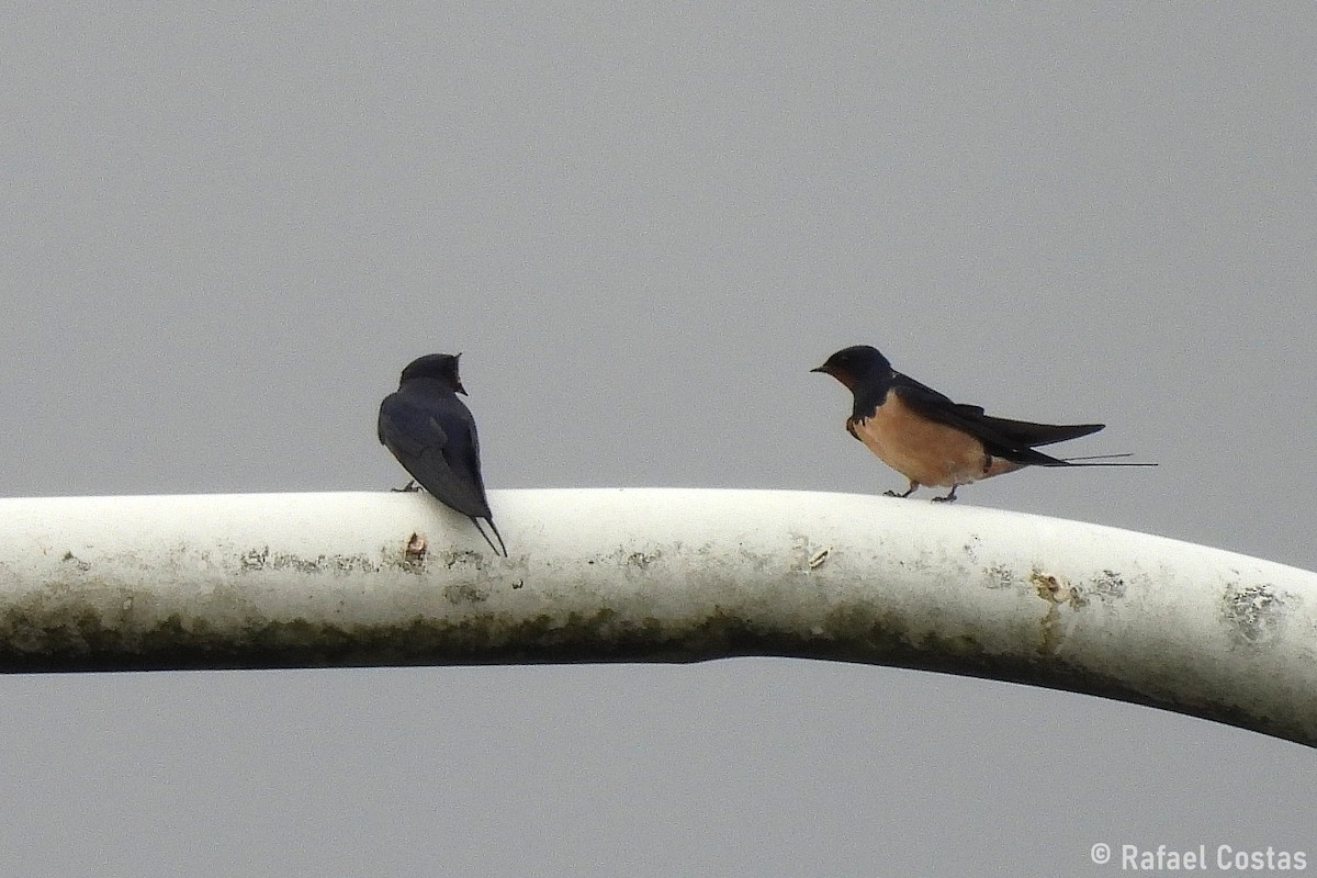 vlaštovka obecná - ML652848796