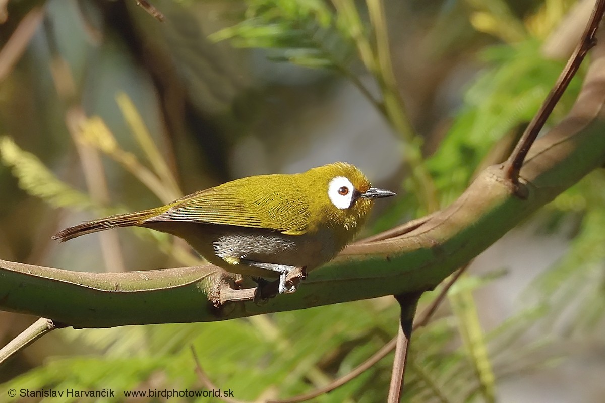 Тайтасская белоглазка - ML652848807