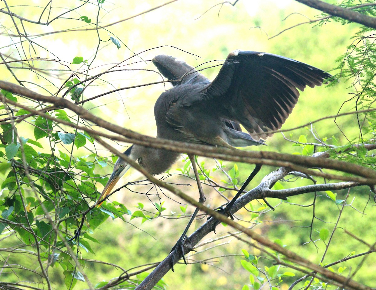 Чапля північна - ML652848846