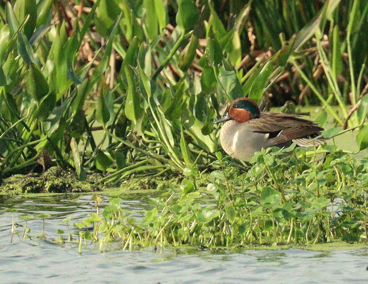 Чирянка мала - ML652848907