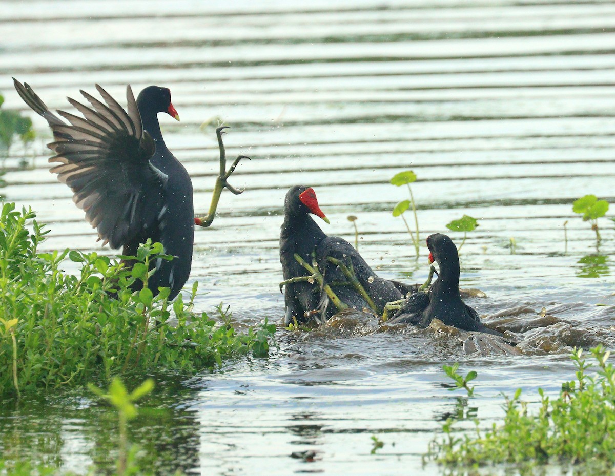 Курочка латиноамериканська - ML652848991