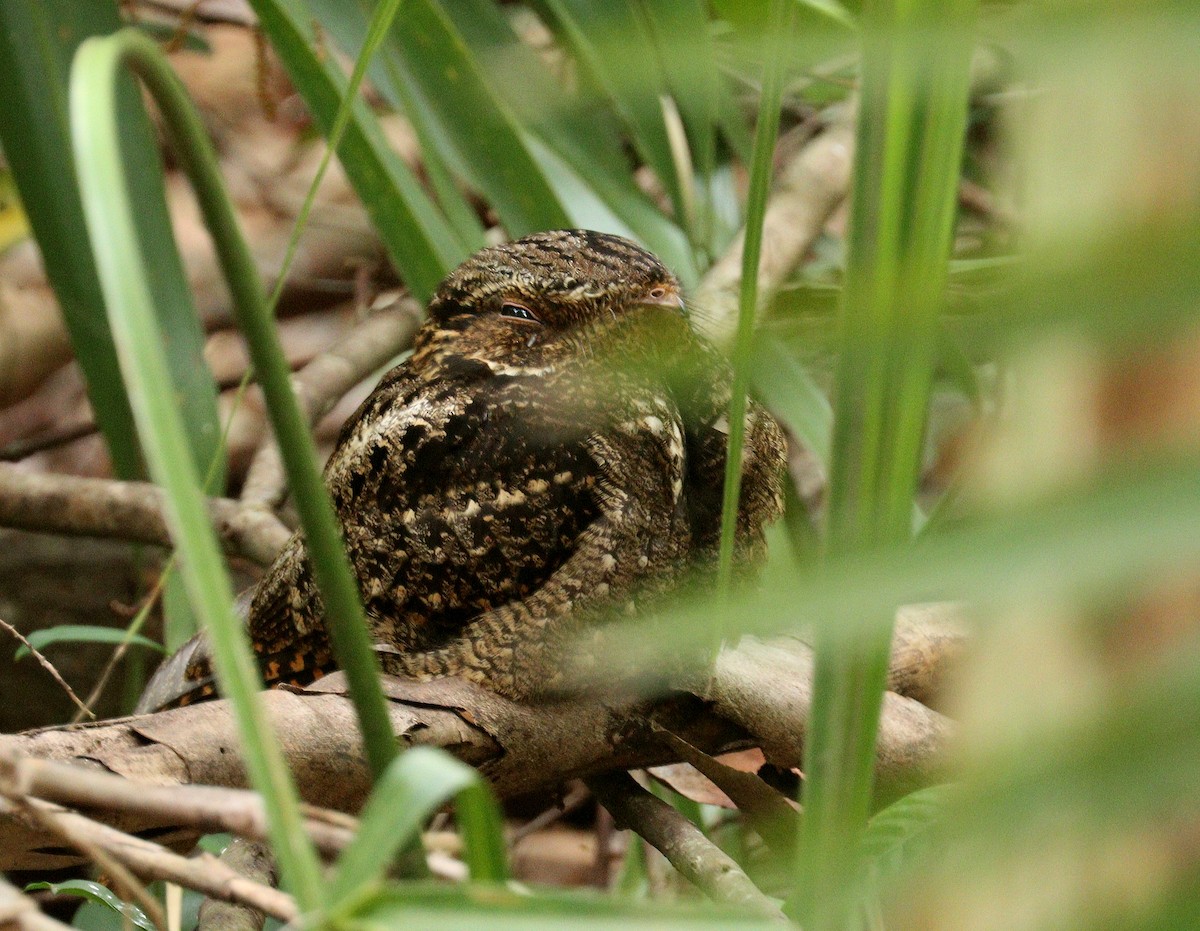 Дрімлюга каролінський - ML652849097