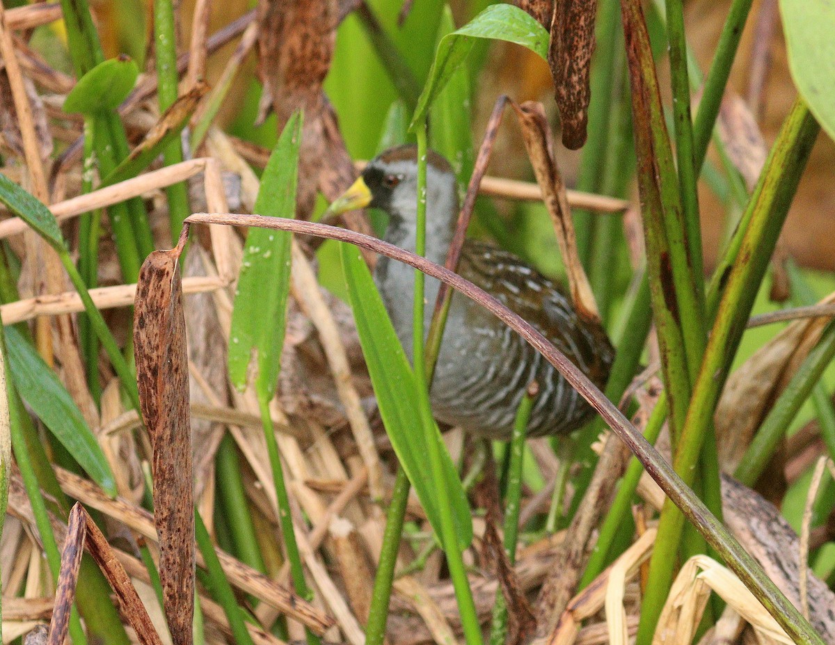 Погонич каролінський - ML652849273