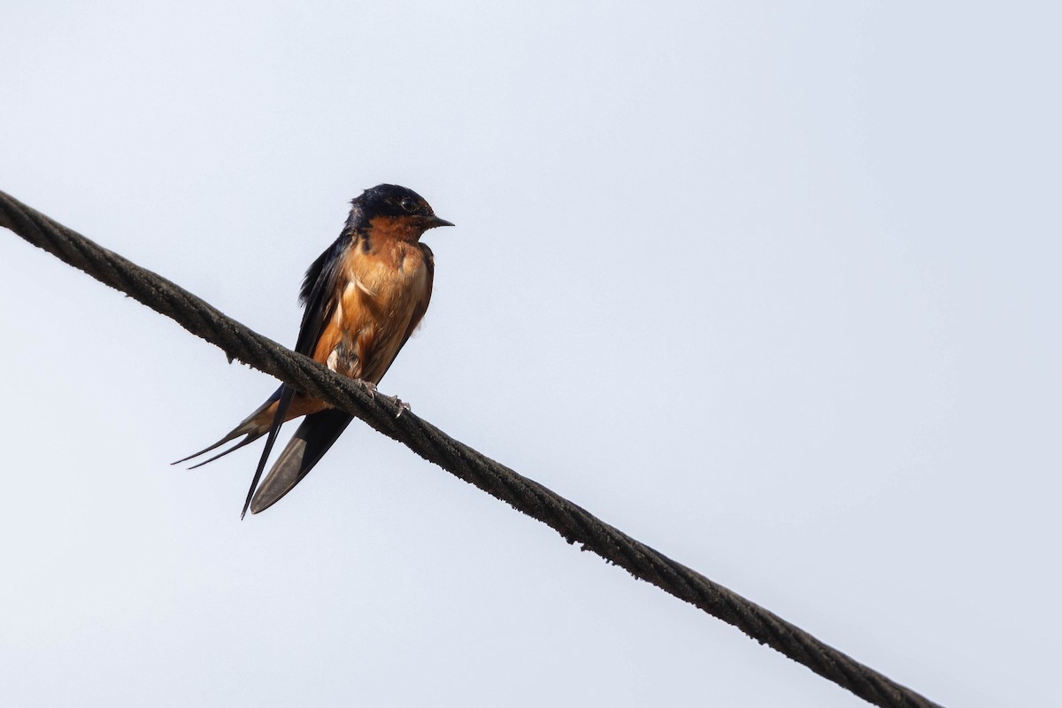 vlaštovka obecná - ML652849281