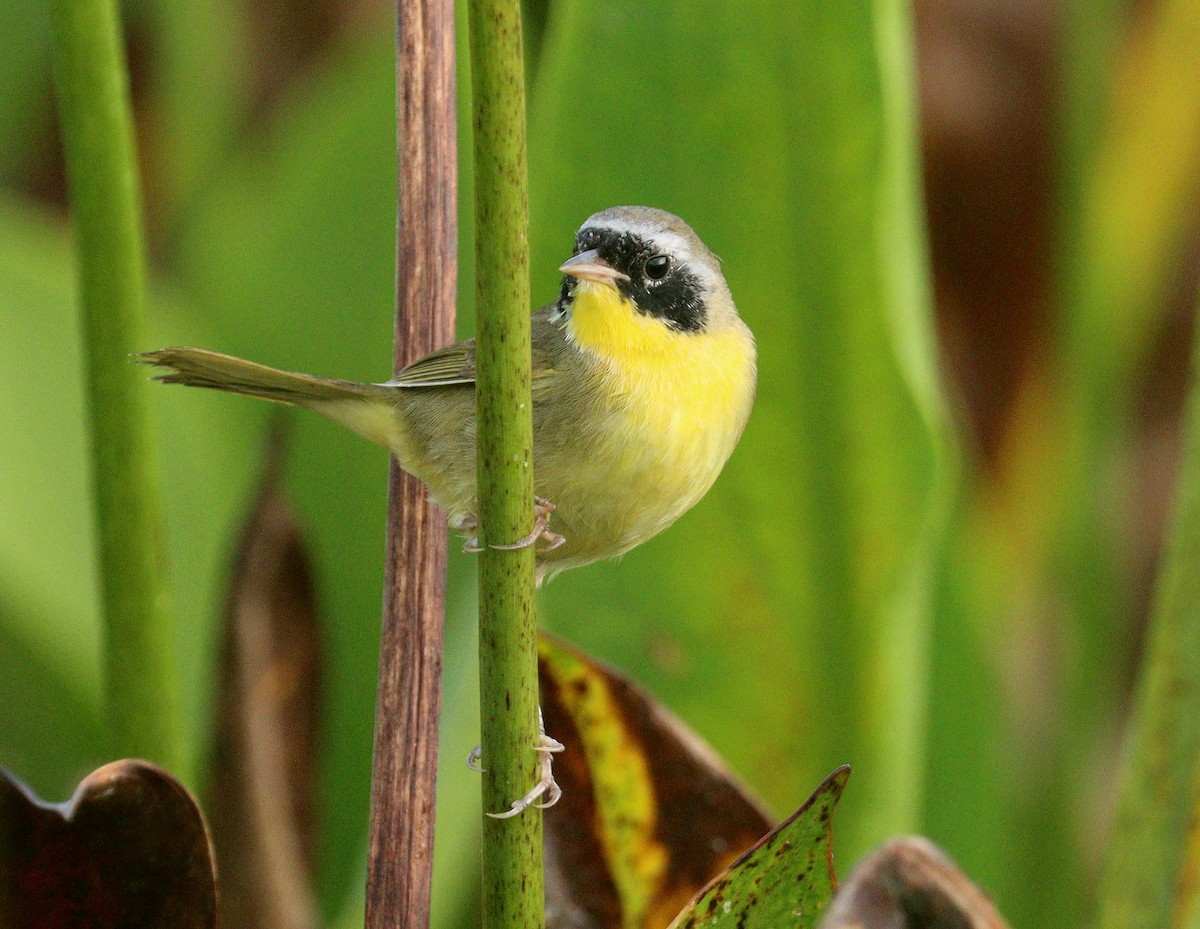 Жовтогорлик північний - ML652849350