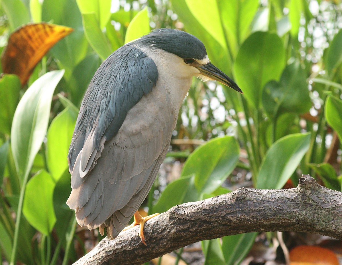 Квак звичайний - ML652849416