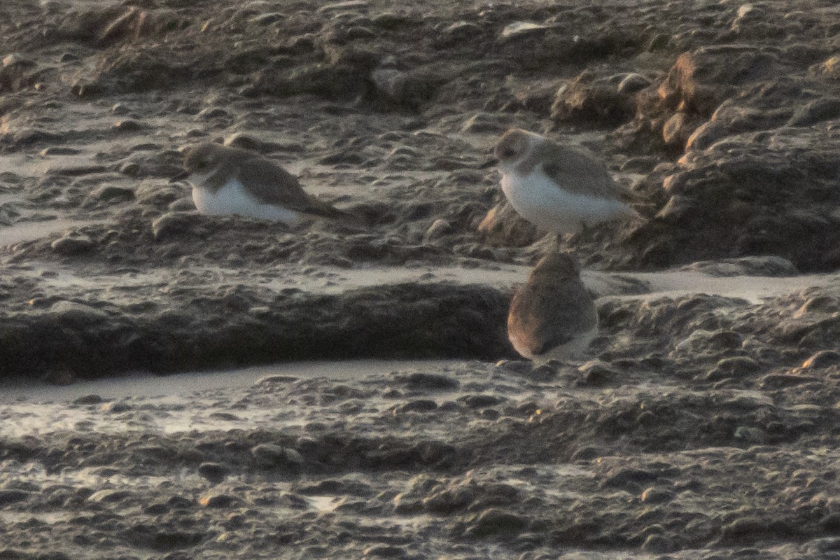 Tibet Cılıbıtı - ML652849794