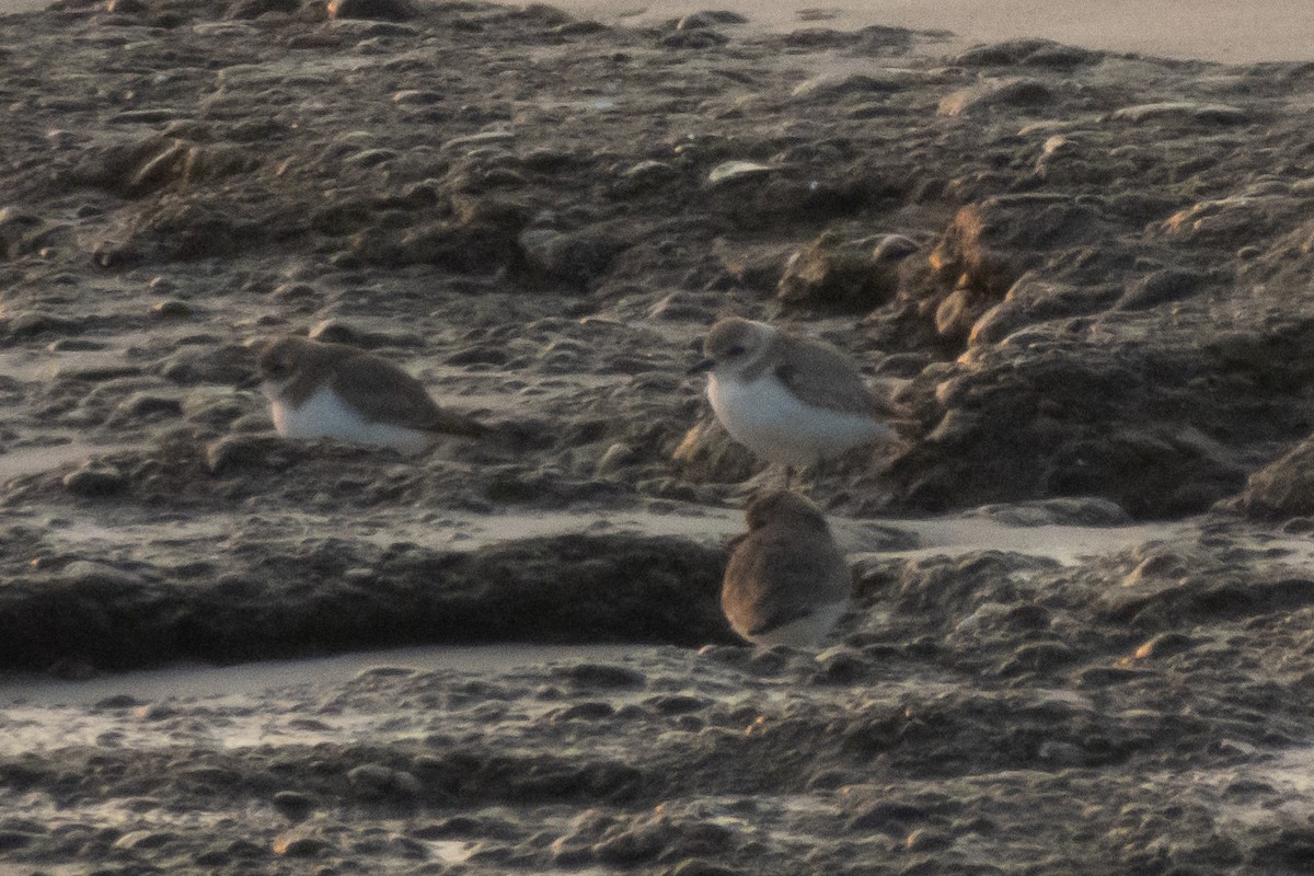 Tibet Cılıbıtı - ML652849804