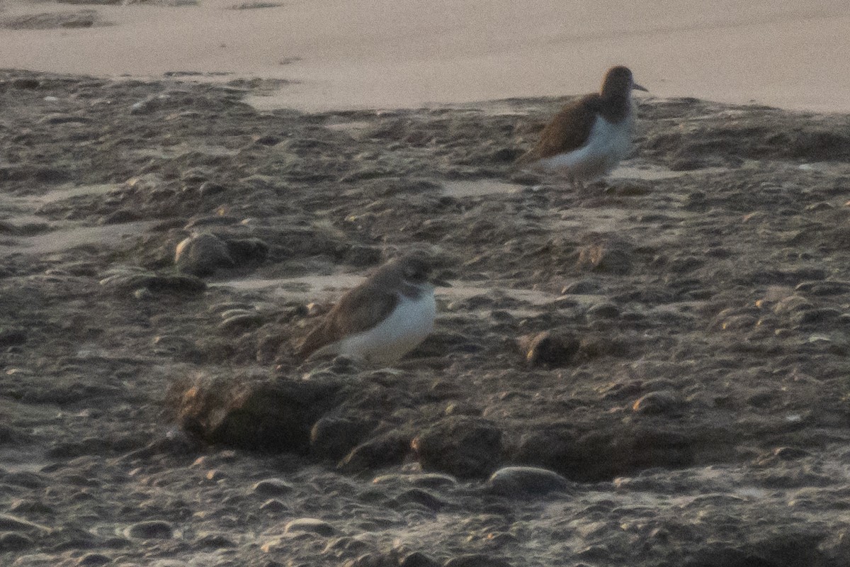 Tibet Cılıbıtı - ML652849815