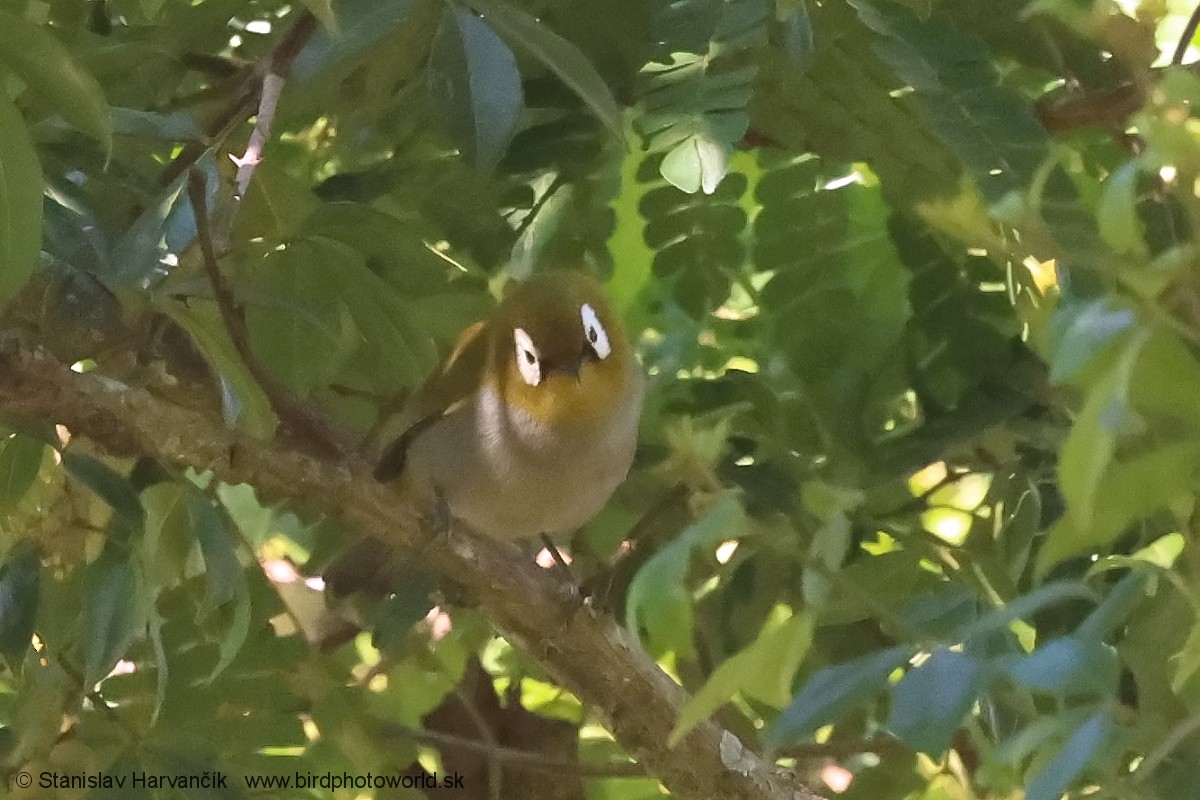 Тайтасская белоглазка - ML652849911