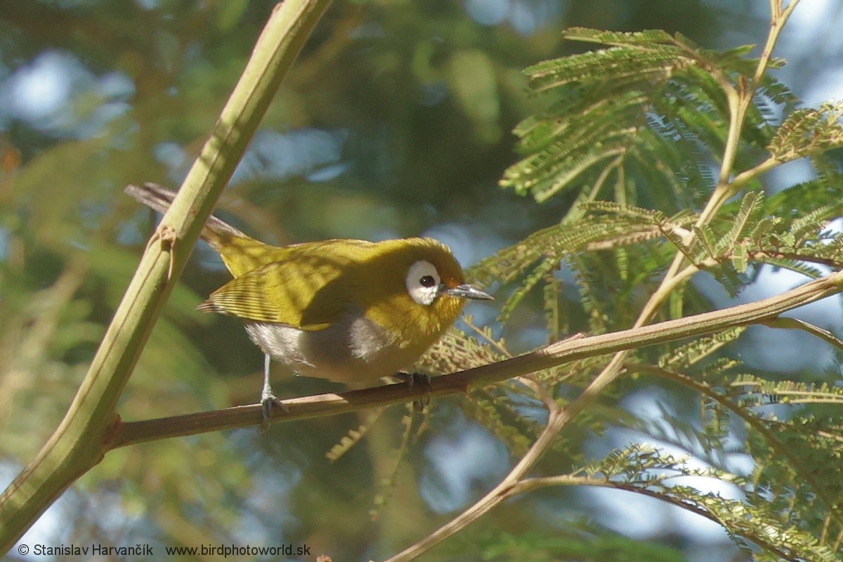 Тайтасская белоглазка - ML652849912
