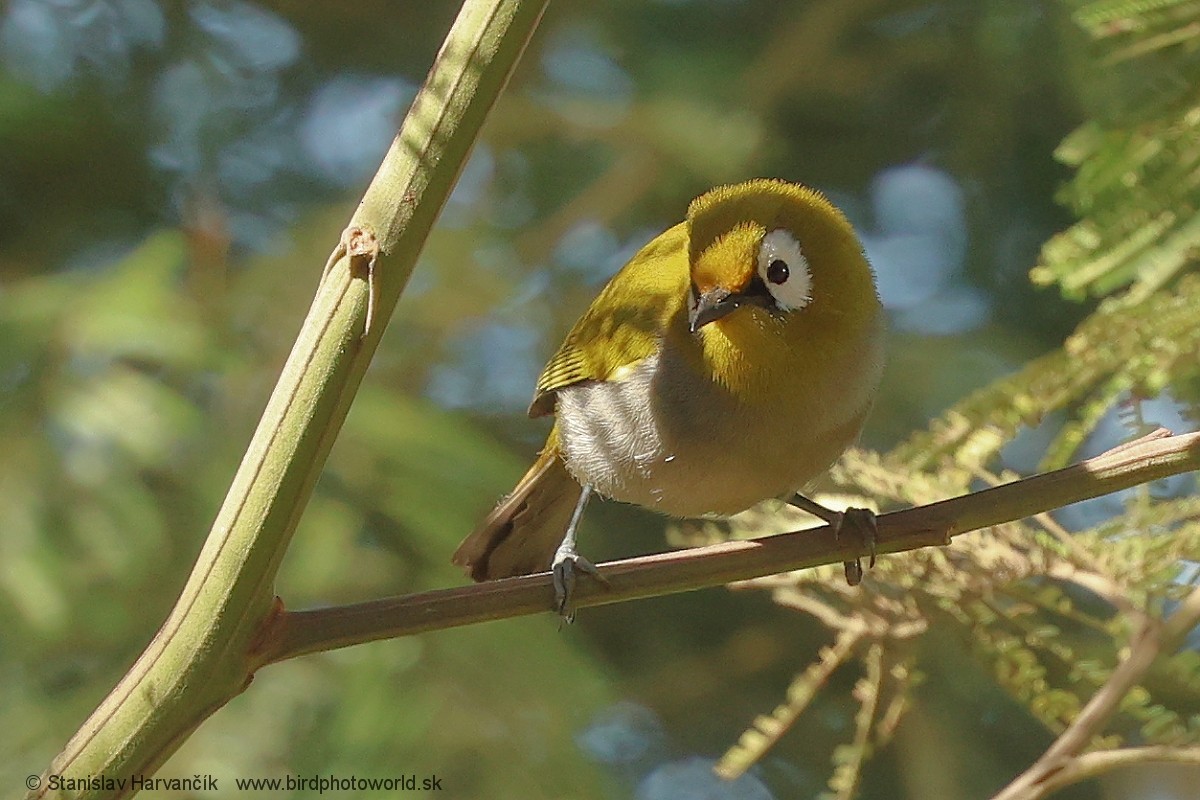 Тайтасская белоглазка - ML652849913