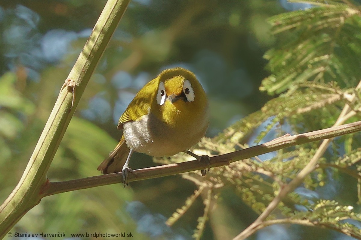 Тайтасская белоглазка - ML652849914