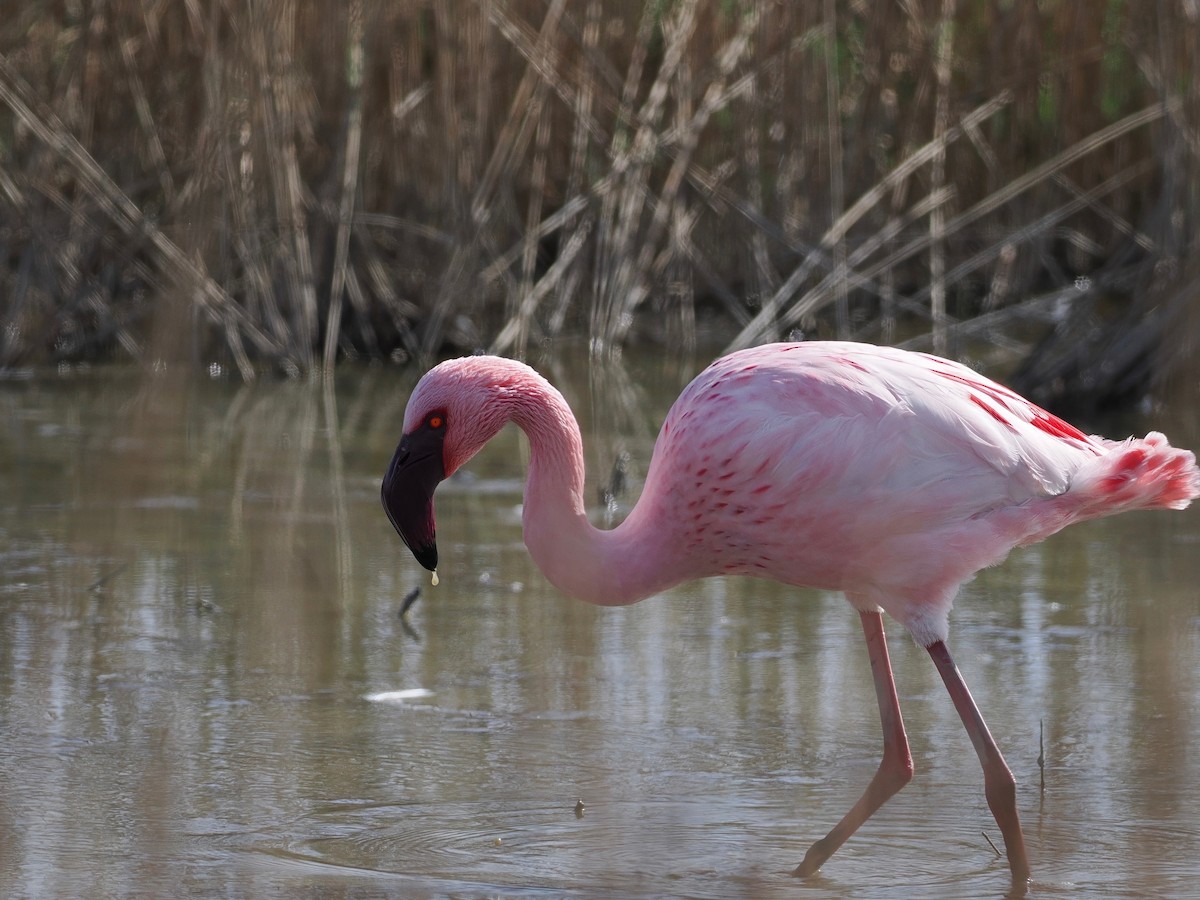 Lesser Flamingo - ML652850072