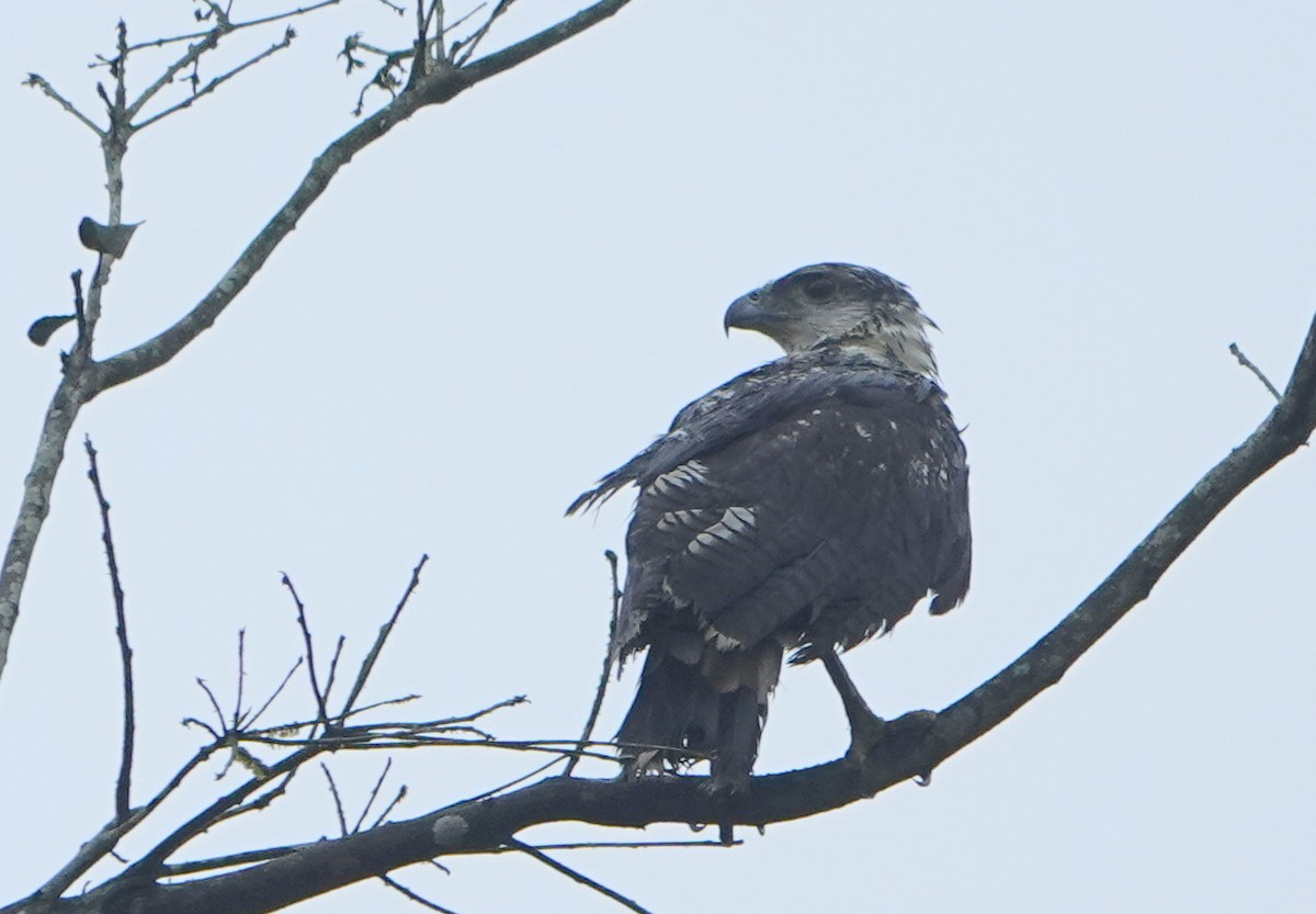 Канюк сіроголовий - ML652850171