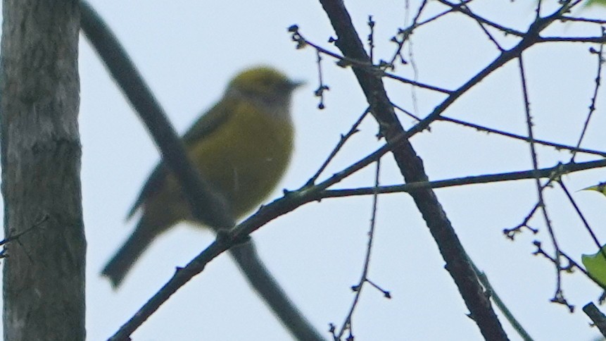 Танагра цитринова - ML652850223