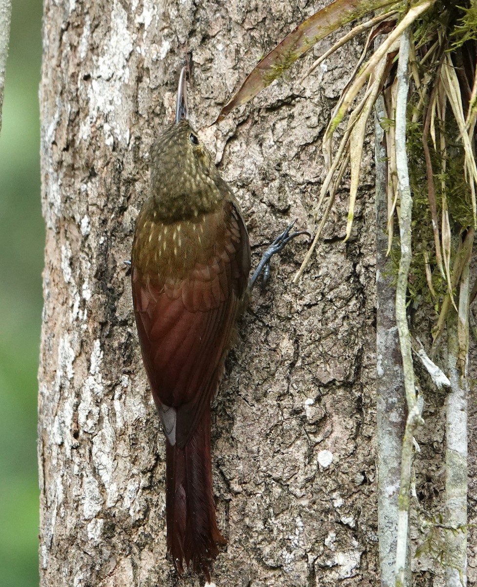 Кокоа плямистий - ML652850440