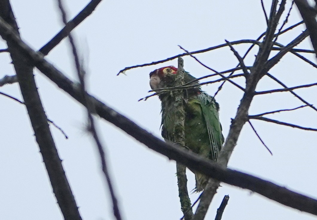 Аратинга червоноголовий - ML652850477