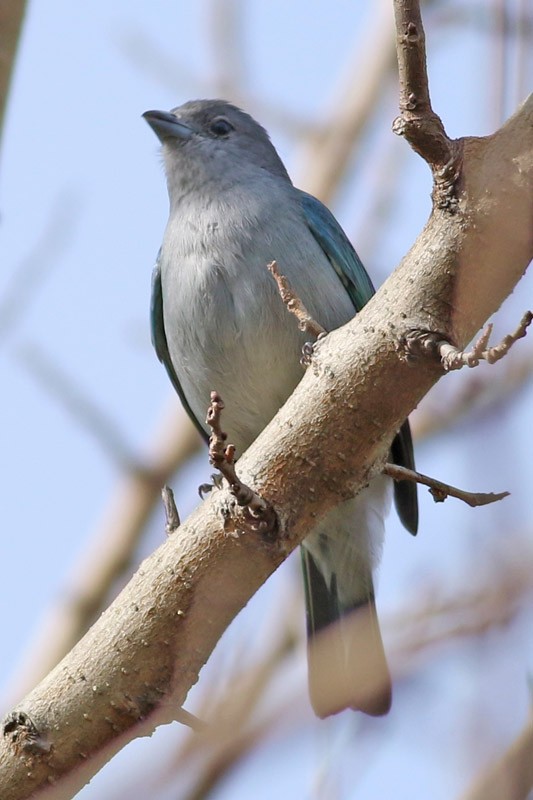 Sayaca Tanager - J. Simón Tagtachian