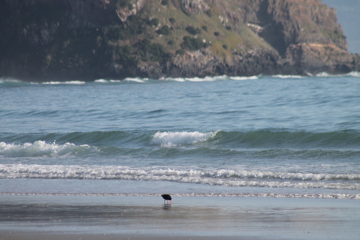 Variable Oystercatcher - ML652850552
