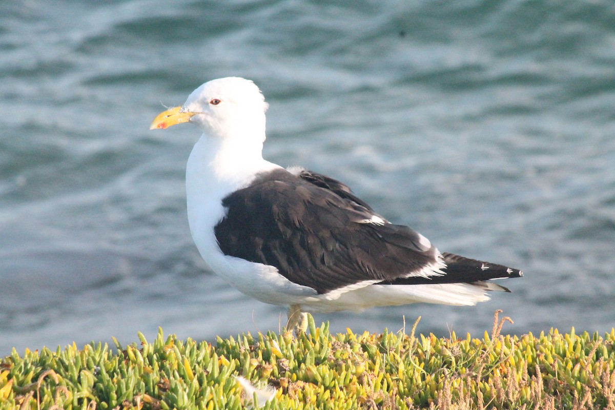 Kelp Gull - ML652850565