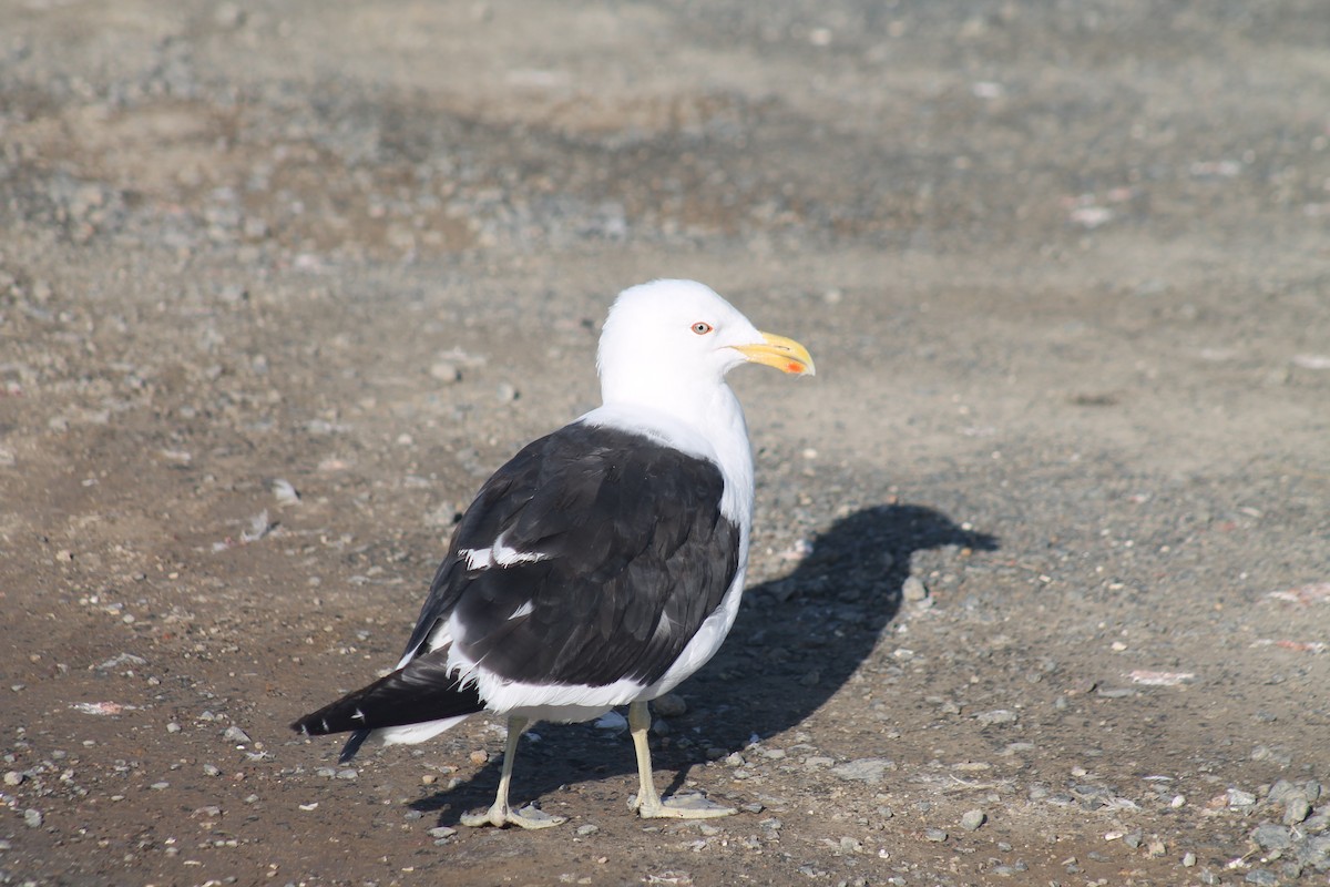 Kelp Gull - ML652850566