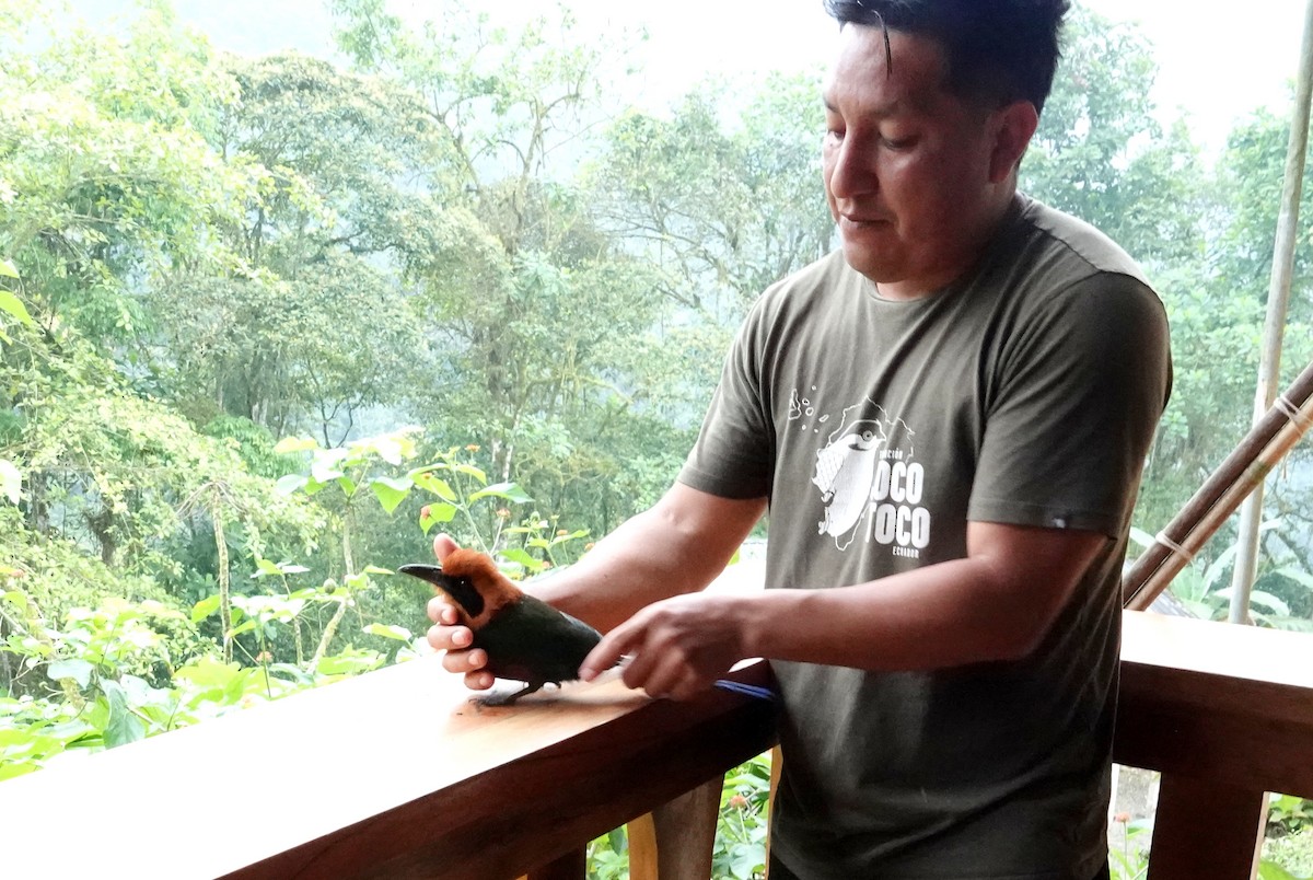 Момот амазонійський - ML652850567