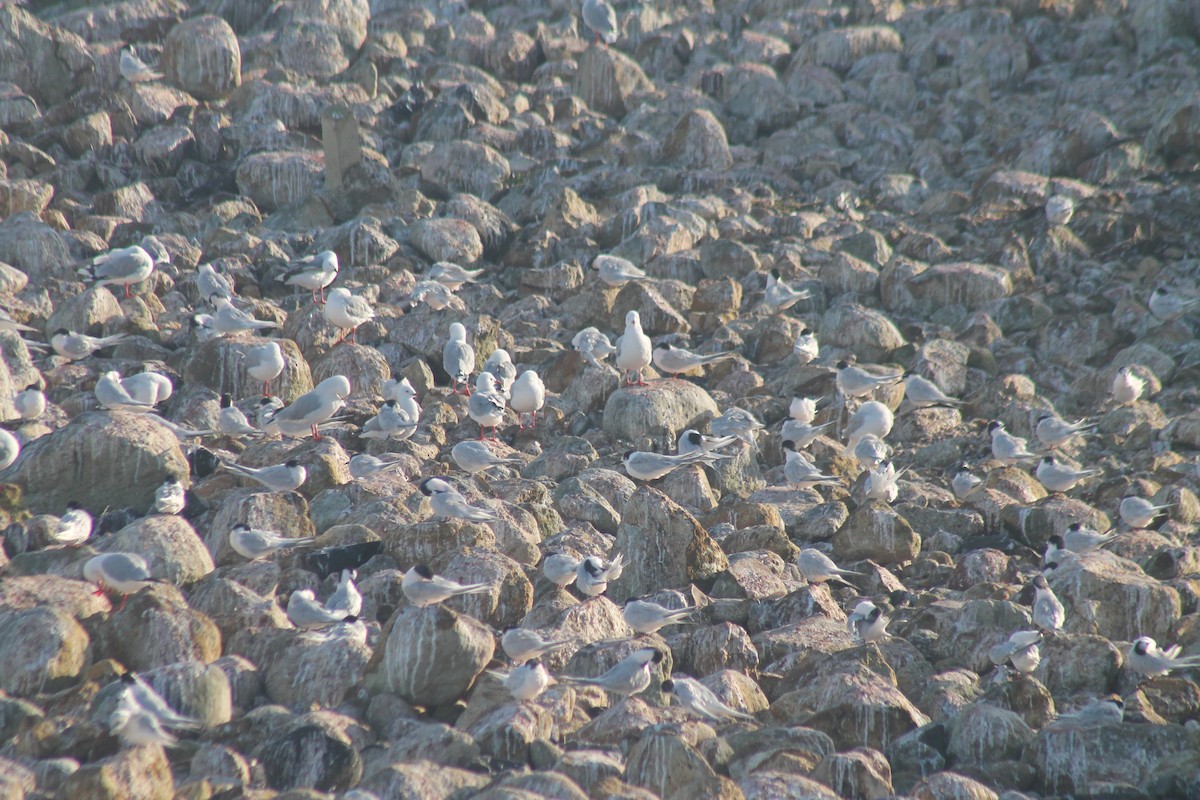 White-fronted Tern - ML652850616