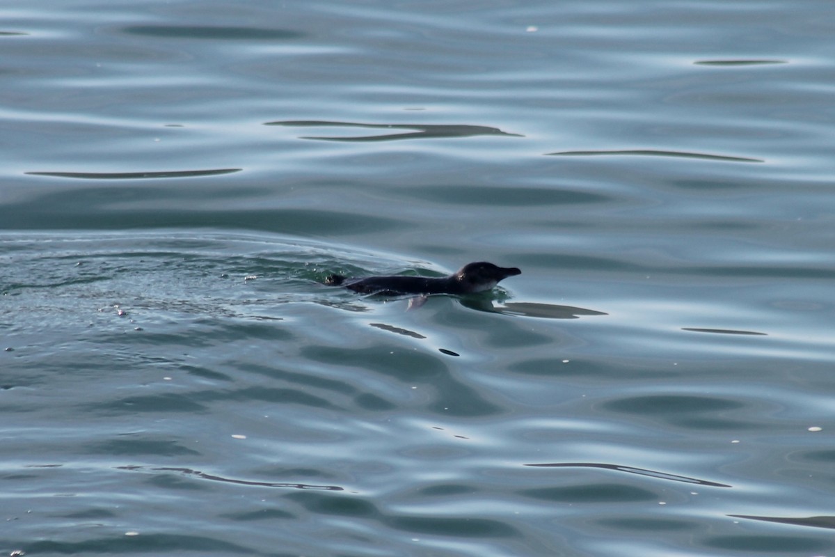 Little Penguin - ML652850688