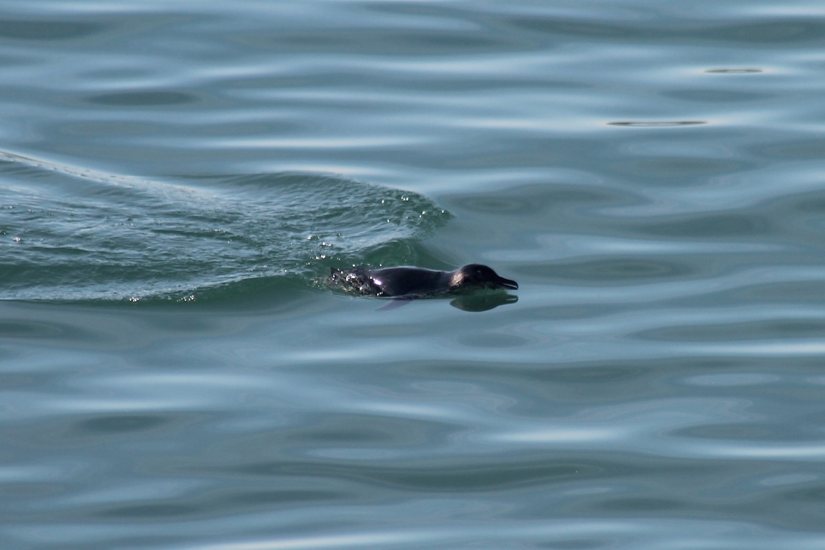 Little Penguin - ML652850689