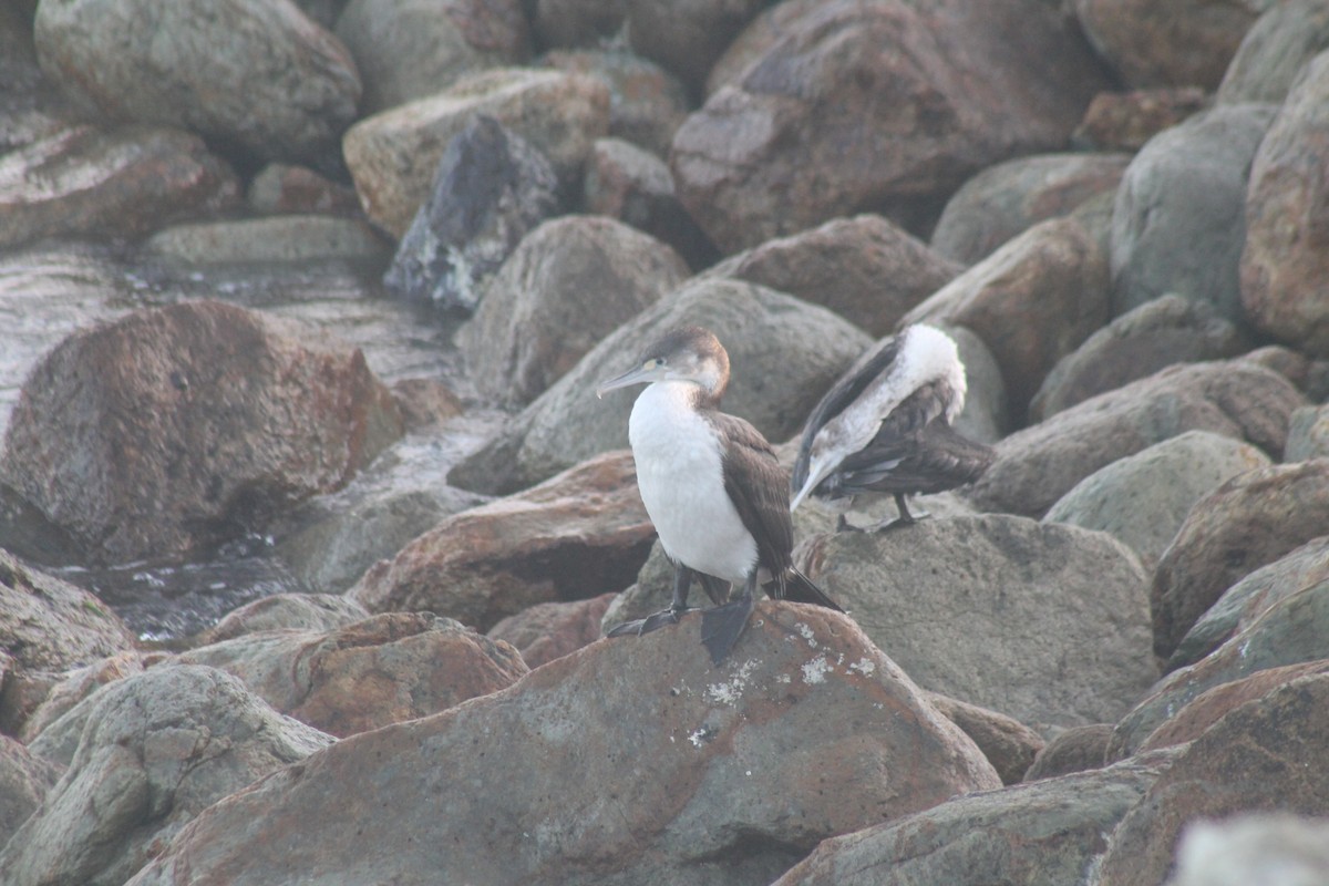 Pied Cormorant - ML652850795