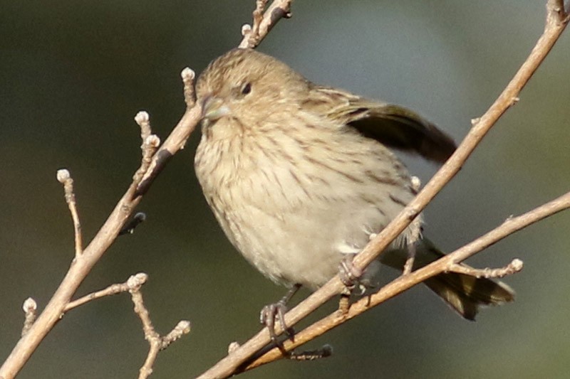 Saffron Finch - J. Simón Tagtachian