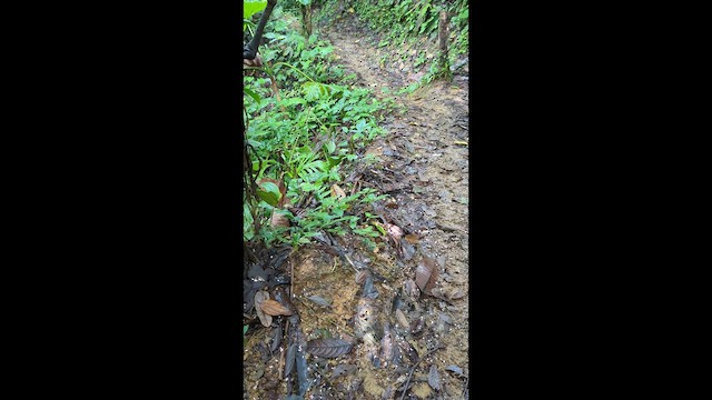 Scaly-breasted Wren - ML652851122