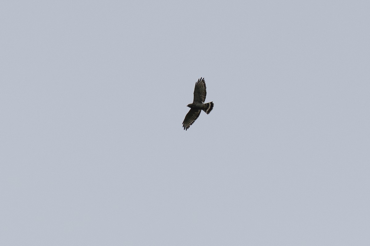 Broad-winged Hawk - ML652851218