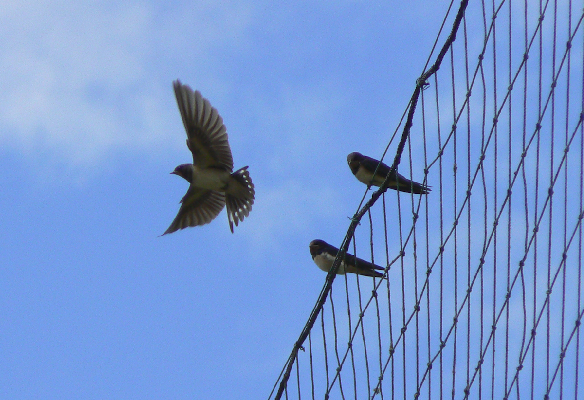 vlaštovka obecná - ML652851941