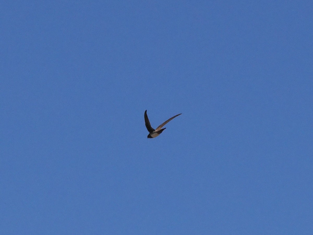 Alpine Swift - ML652852267