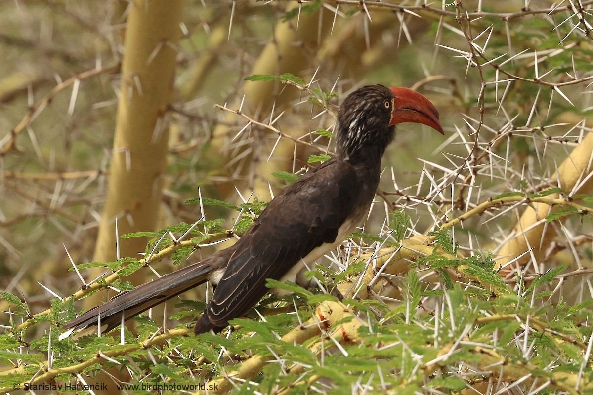 Коронованый токо - ML652852347