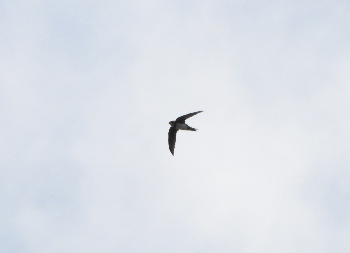 Alpine Swift - ML652852439