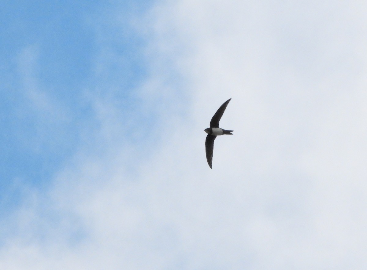 Alpine Swift - ML652852440