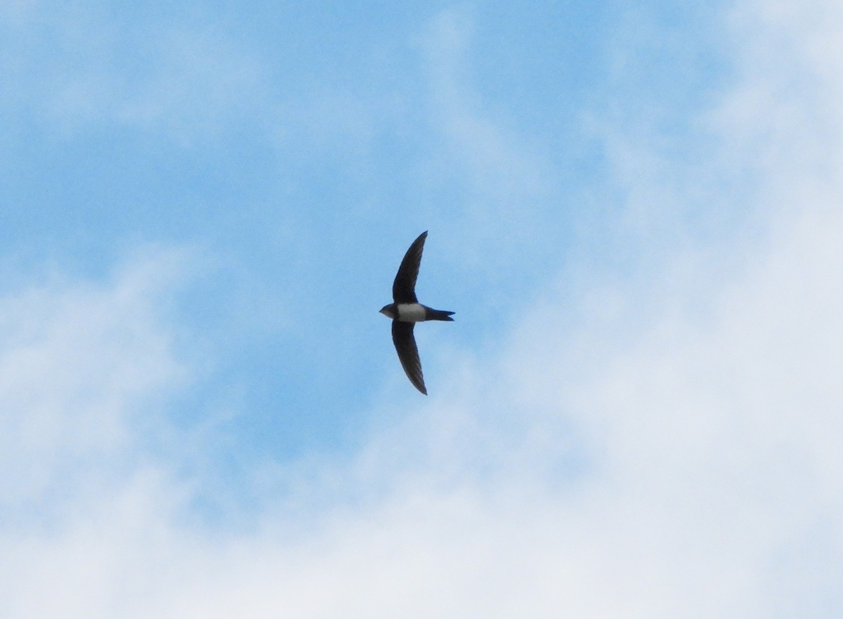 Alpine Swift - ML652852442