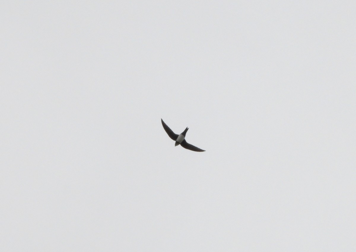 Alpine Swift - ML652852443