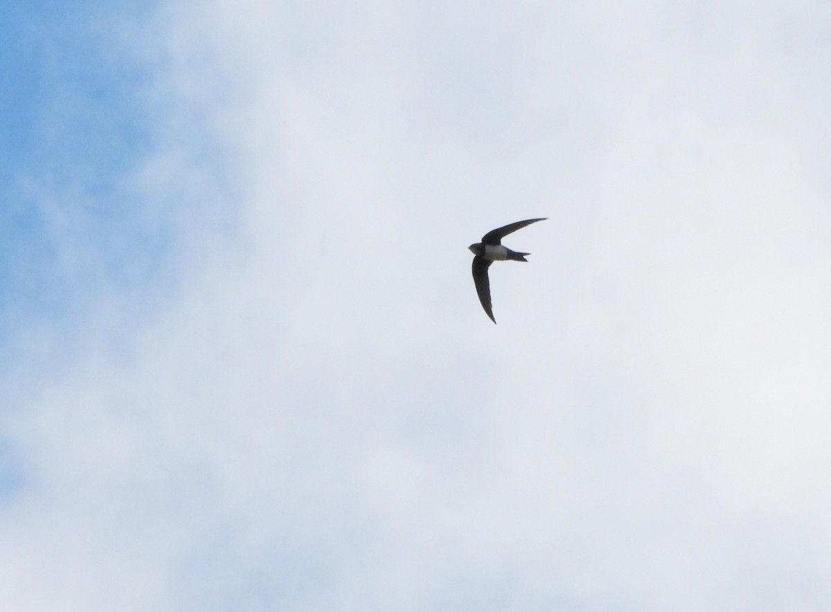 Alpine Swift - ML652852457