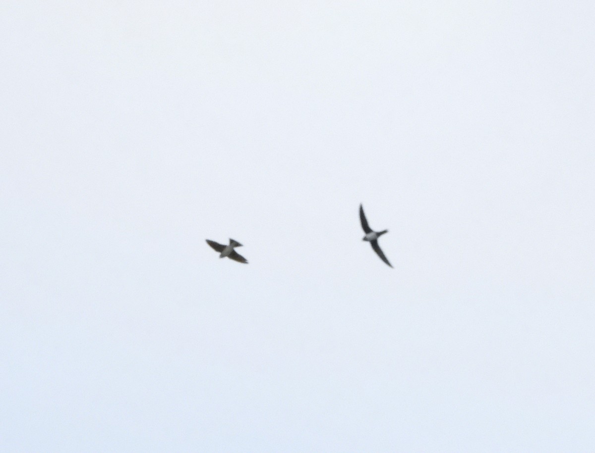 Alpine Swift - ML652852459