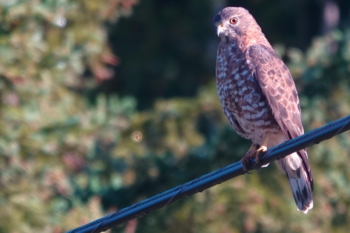 Broad-winged Hawk - ML652852477