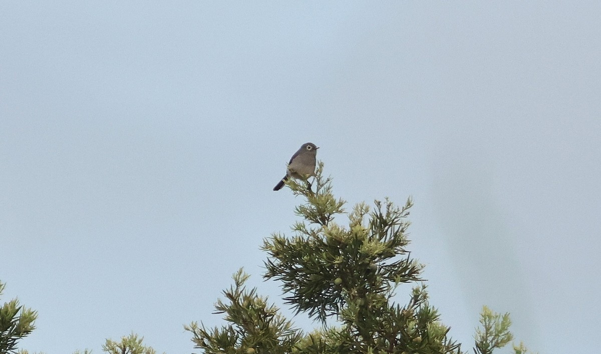 White-eyed Slaty-Flycatcher - ML652853645