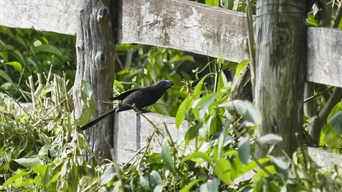 Groove-billed Ani - ML652853653